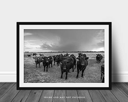 Принт снимка на крава (без рамка) Черно-бяла фотография на Стада от едър рогат добитък от породата Ангъс, собирающегося по време на буря пролетта на ден в Канзас, Кън