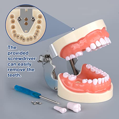 Една от най-съвременните модел на зъбите Typodont с 32 подвижни зъби за студенти, изучаващи хигиена на устната кухина, Подходяща